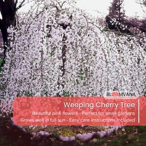 May include: A Weeping Cherry Tree with cascading branches covered in white blossoms. The image includes text that reads "Weeping Cherry Tree" and "Beautiful pink flowers - Grows well in full sun - Easy care instructions included."