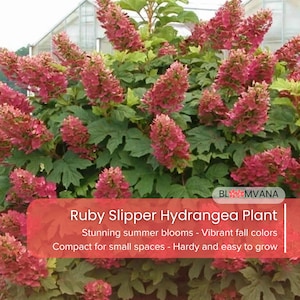 May include: A Ruby Slipper Hydrangea plant with vibrant pink blooms and green foliage. The image includes text that reads "Ruby Slipper Hydrangea Plant" and describes the plant as having stunning summer blooms and vibrant fall colors.