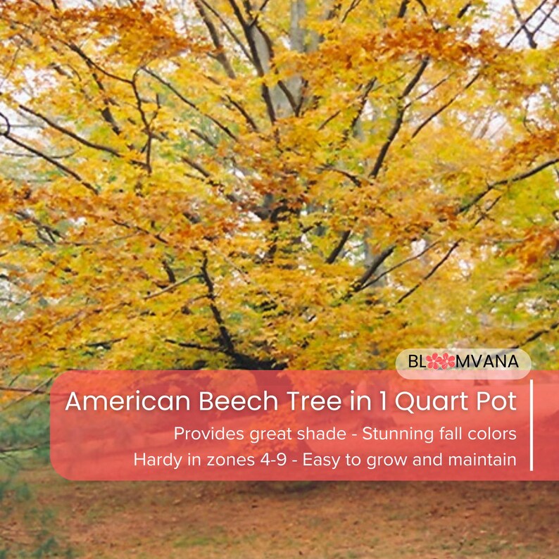 American Beech Tree, Fagus Grandifolia (1 Quart Pot) - Etsy
