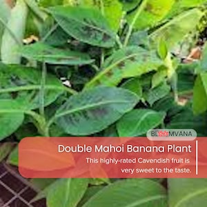 5 Double Mahoi Banana Plants - Dwarf Cavendish Live Starter Fruit Plants | Edible Indoor/Outdoor Tropical Tree