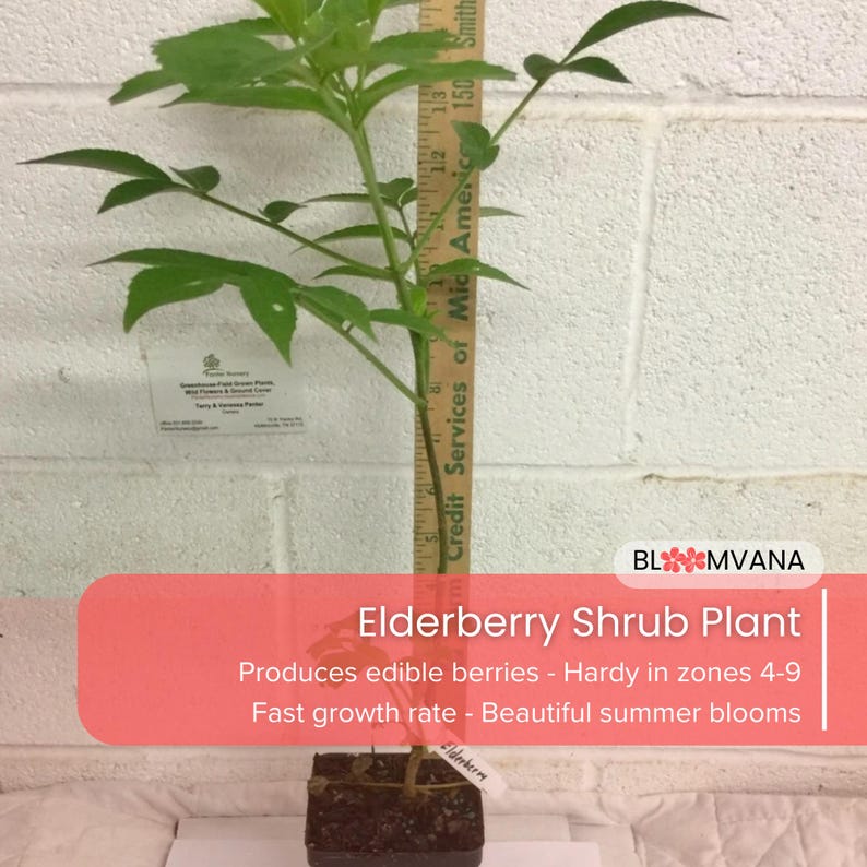 Elderberry Shrub Plant, Edible Berries, Fast Growing, Hardy Zones 4-9 ...