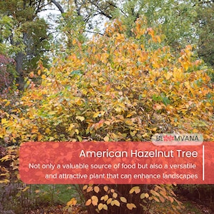 3 American Hazelnut Trees Corylus avellana 12-24in Live Bare Root Plants