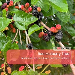 5 Red Mulberry Trees: Live Bare Root Fruit Tree - Native Morus rubra