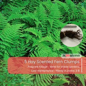May include: Vibrant green hay-scented fern clumps. The image shows lush, textured foliage, with a close-up of the plant's roots. The text indicates the product is low maintenance and hardy in zones 3-8.