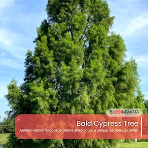 1 Bald Cypress Tree | Taxodium distichum | 12–24” Live Bare Root Tree | Fast Growing Shade Tree | Hardy Zones 4–10 | Native USA Tree