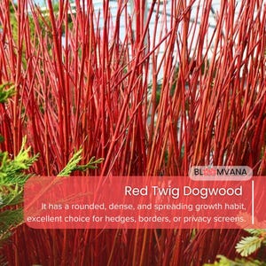 Red Twig Dogwood Shrub: Cornus Sericea - Colorful Winter Plant