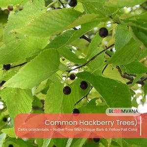 5 Common Hackberry Trees (Celtis occidentalis) | 12–18&quot; Tall | Hardy Bare Root Live Plants | Fast Growing Shade Tree | Zone 4–8