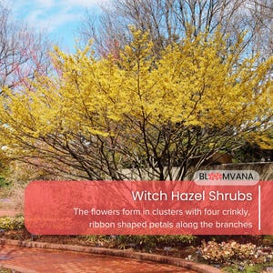 5 Witch Hazel Shrubs Hamamelis virginiana - 12–18in Bare Root Live Plants | Fall-Blooming Native Shrub