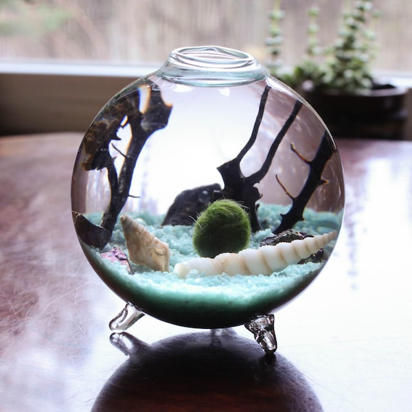 Terrarium Kit - Marimo Moss Ball Terrarium in a Small Footed Container - DIY Terrarium Gift