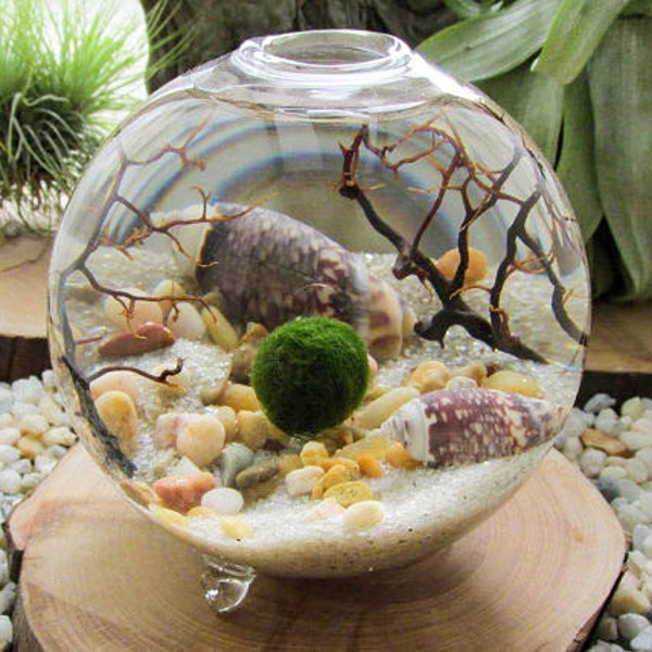 Terrarium Kit - Marimo Moss Ball Terrarium in a Small Glass Container - Excellent DIY Terrarium Kit