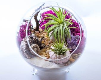 Air Plant Terrarium Kit by Midnight Blossom - DIY Mini landscape Featuring Live Tillandsia, Colorful Seashells and Lichen, Amethyst and More