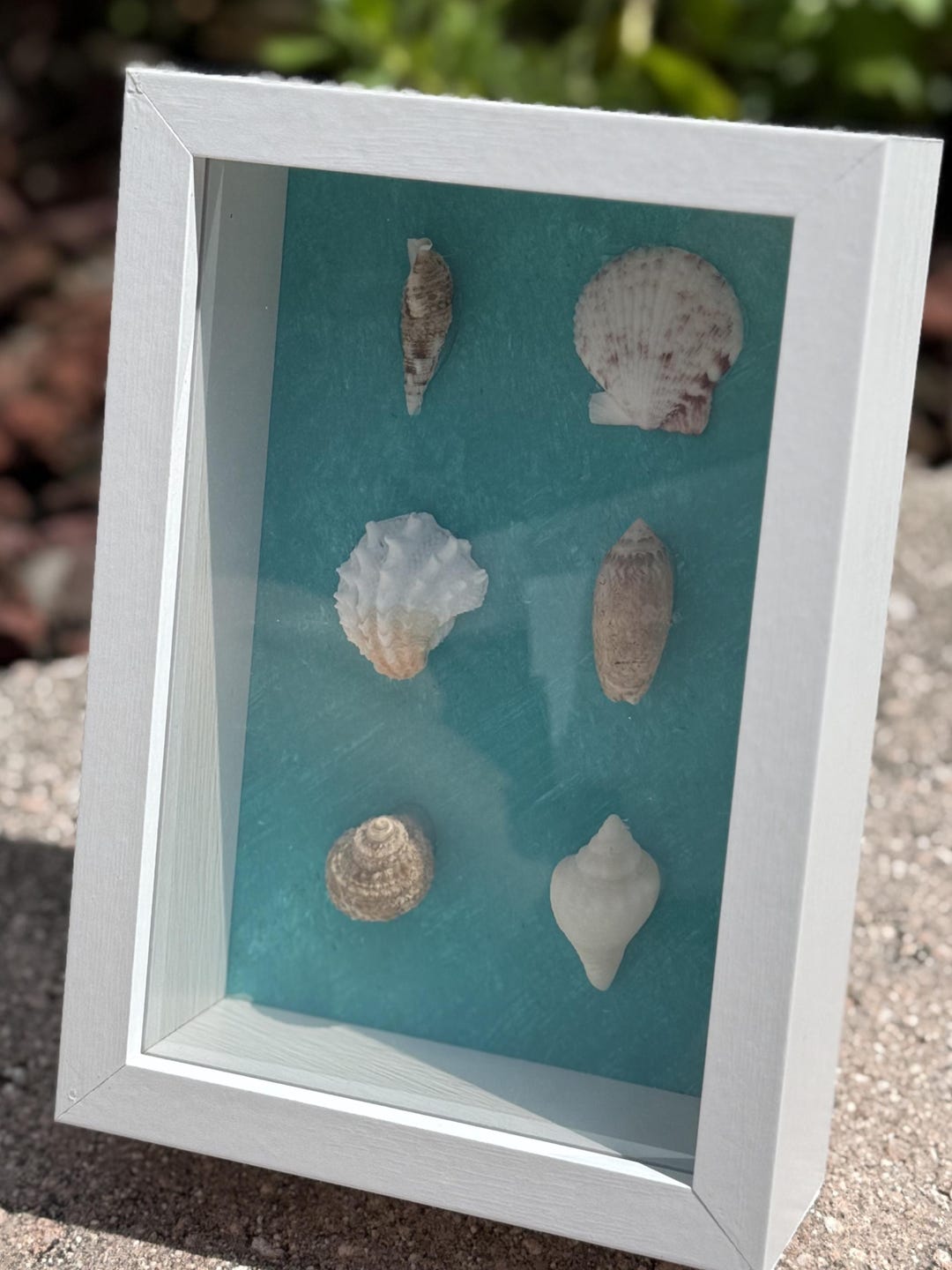 Home Decor Shadow Box Made From Shells Collected From Florida Gulf ...