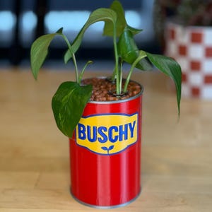 Puede incluir: Una maceta de lata roja con la palabra "BUSCHY" en letras azules y amarillas. La maceta contiene una planta de hojas verdes con guijarros marrones en la base. La lata está sobre una superficie de madera.