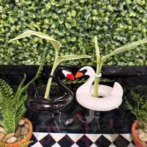 Può includere: Due fioriere a forma di cigno, una nera e una bianca, ciascuna con una piccola pianta. Il cigno nero ha un becco rosso, mentre il cigno bianco ha un becco arancione. Lo sfondo presenta vegetazione.