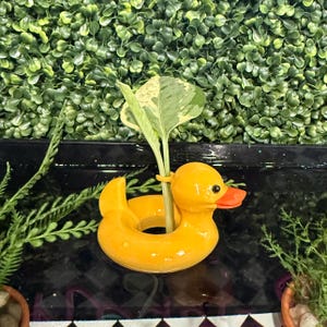Gummiandsförökningsfloat - för akvarieförökning