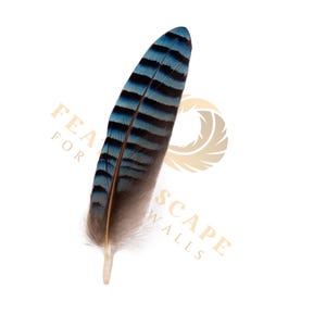Puede incluir: Una sola pluma de arrendajo azul con rayas negras y un tallo marrón. La pluma tiene un degradado de colores, que va del azul al marrón y termina con una base blanca. La pluma está sobre un fondo blanco.