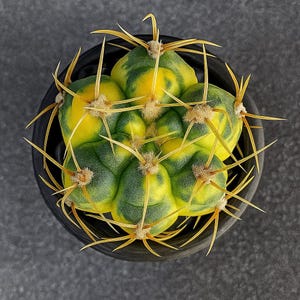Gymnocalycium paraguayense: Cactus suculento abigarrado para la decoración del hogar y el jardín