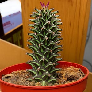 Monadenium guentheri - Cactus succulent rare de 7 à 10 cm pour la maison et le jardin