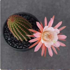 Borzicactus Aureispina – Rare Flowering Cactus Succulent Potted Plant for Garden Decor