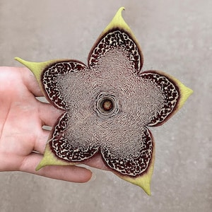 Edithcolea Grandis Succulent - Cactus étoile de mer rare en pot pour décoration intérieure (hauteur 5-7 cm)