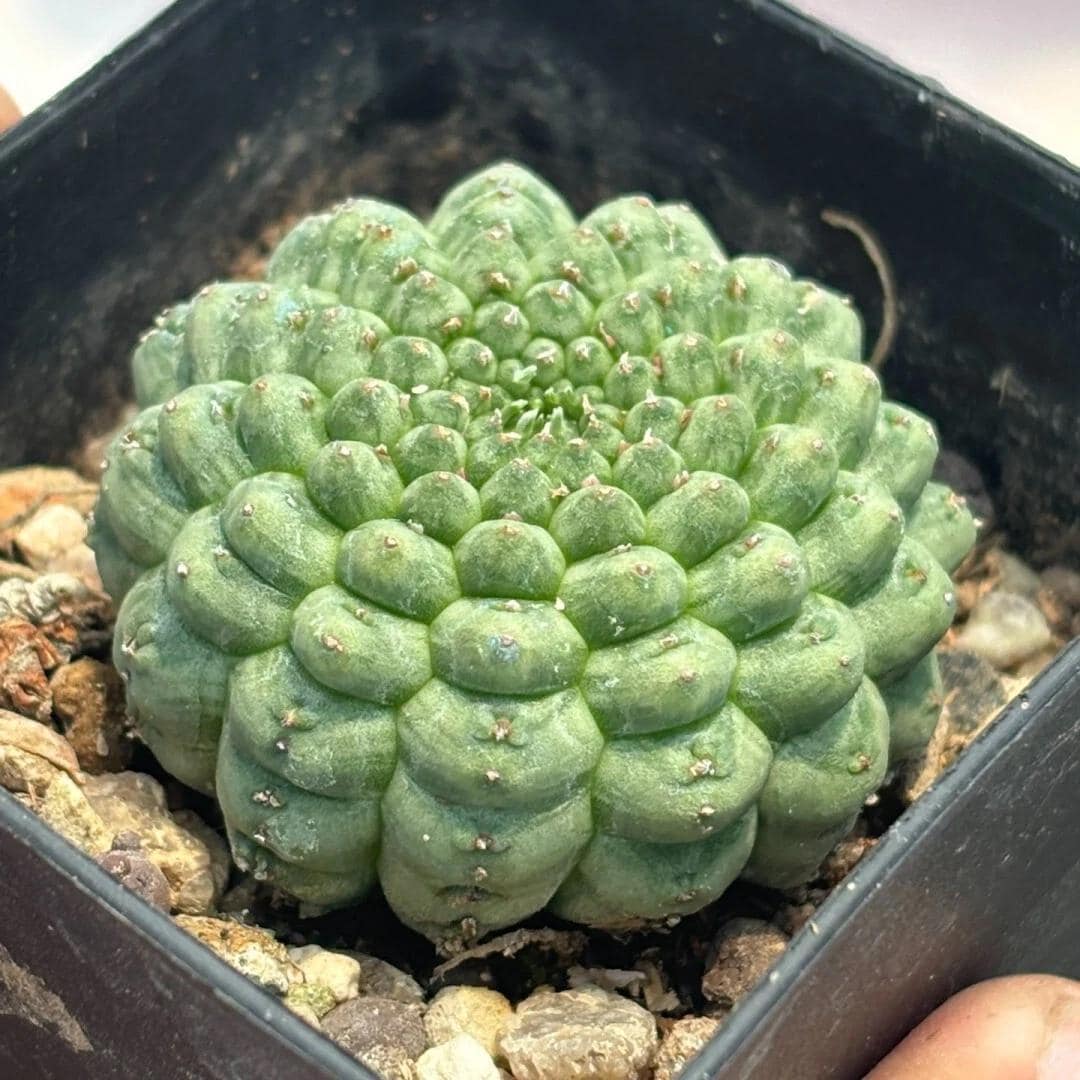 Rare euphorbia - Etsy 日本