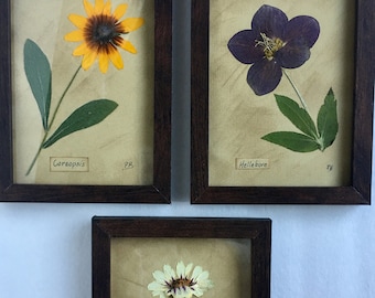 Pressed Flowers, Earth Tone Wall Art, Set Of 3 Framed Botanicals, Free Shipping