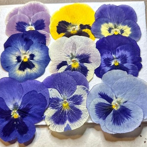 May include: A collection of pressed pansy flowers in shades of purple, blue, and yellow, arranged on a white background. The pansies have intricate patterns and textures, with a focus on their delicate petals and vibrant colors. The arrangement is a close-up shot, highlighting the details of each flower.