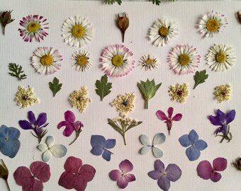 Tiny Dried Flowers Etsy