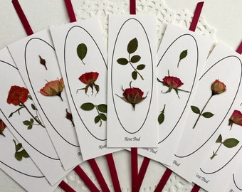 Prensado De Flores 24 Flores de Encaje Rojo ideal para elaboración de Tarjetas /& Artesanía Floral