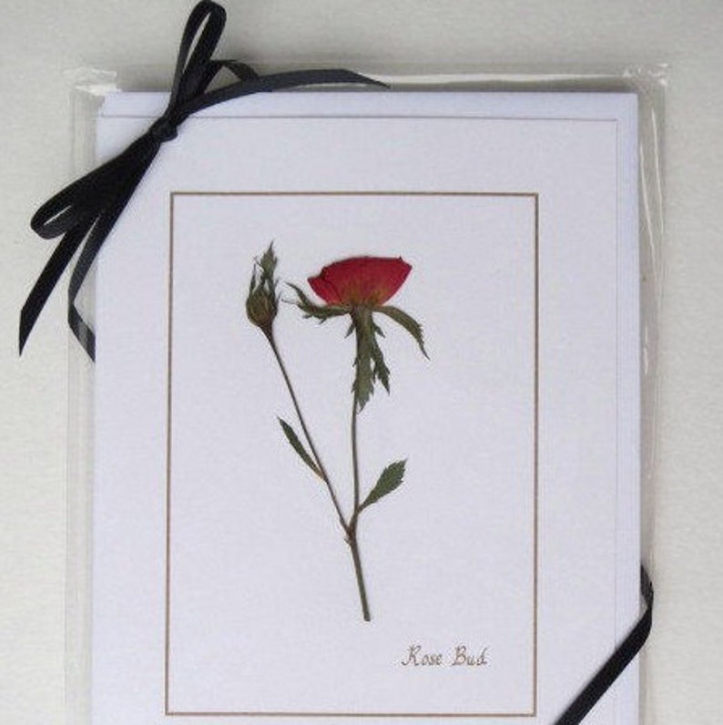 Rose Bud red flower cards, handmade, pressed flowers, greeting card set, gift for her, blank, cards for any occasion image 4