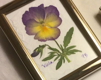 Framed Pressed Flower,  Pansy Framed, Starry Night Viola Floral Picture, Gift for her Birthday, Anniversary