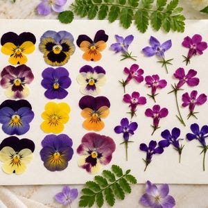 May include: A collection of pressed flowers and green fern leaves arranged on a rectangular white card. The display features various pansies in shades of yellow, purple, and white, alongside smaller purple and blue blossoms with thin green stems.