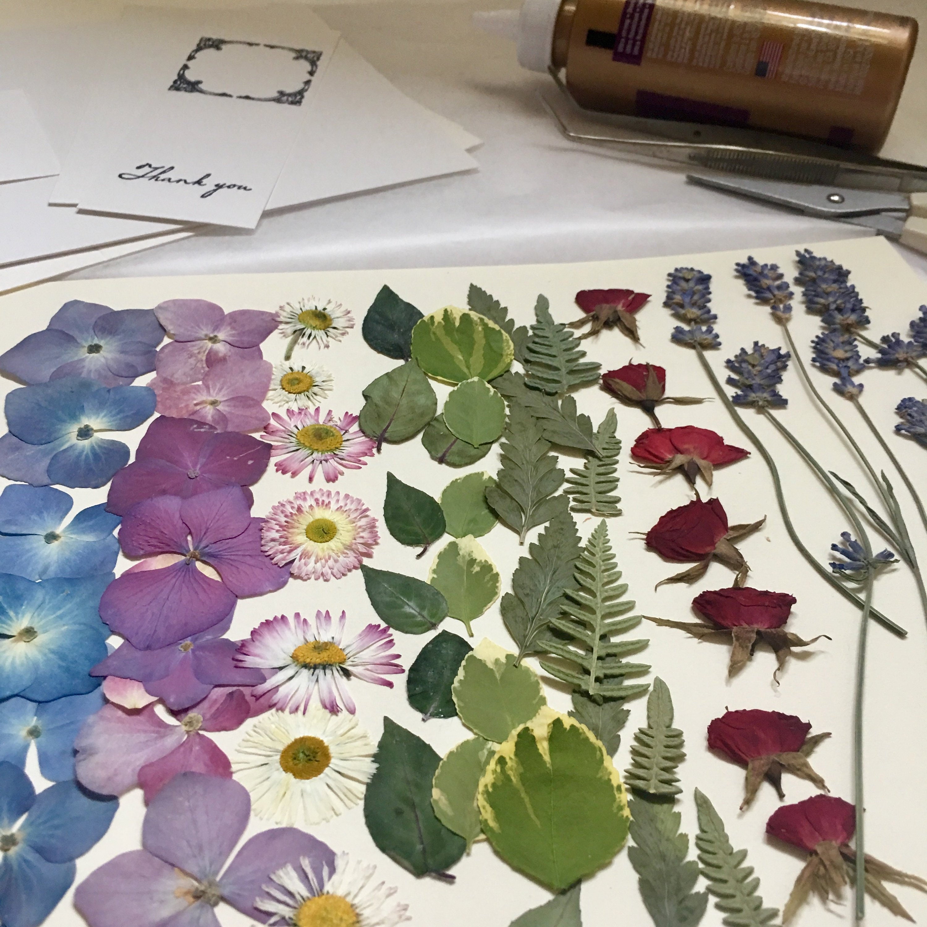 pressed leaves for crafting dried green leaves natural leaves dried