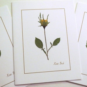 Yellow Flower - handmade cards, dried pressed roses, Yellow rose of Texas , blank greeting cards, card set of 3 notes
