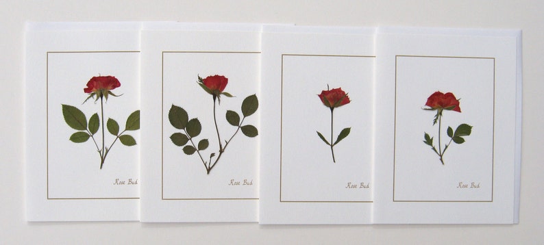Rose Bud red flower cards, handmade, pressed flowers, greeting card set, gift for her, blank, cards for any occasion image 3
