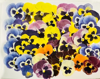 40 Dried Pansy Viola Tricolor, Pressed Floral Crafting Supplies, Art, Jewelry, Resin (1-2 inch)