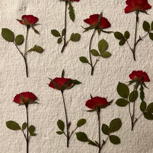 Dried pressed flowers, real miniature pressed roses, Red or Salmon  Color