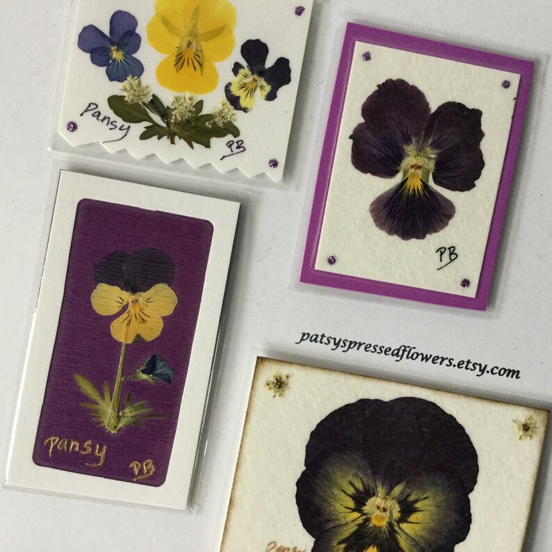 Pansy Set Pressed Flower Little Pieces of My Etsy