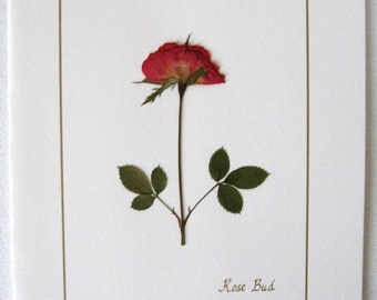 Pressed Flower Card - Rose Card For Valentines, Real Pressed Rose On Blank White Greeting Card. All Occasion Stationery Note Card