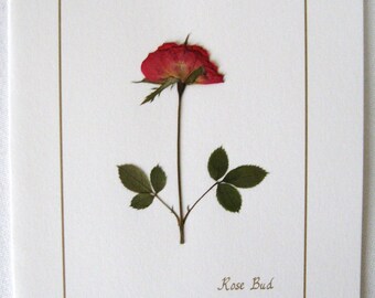 Pressed Rose Card - Real Flower Greeting Note, All Occasion Stationery
