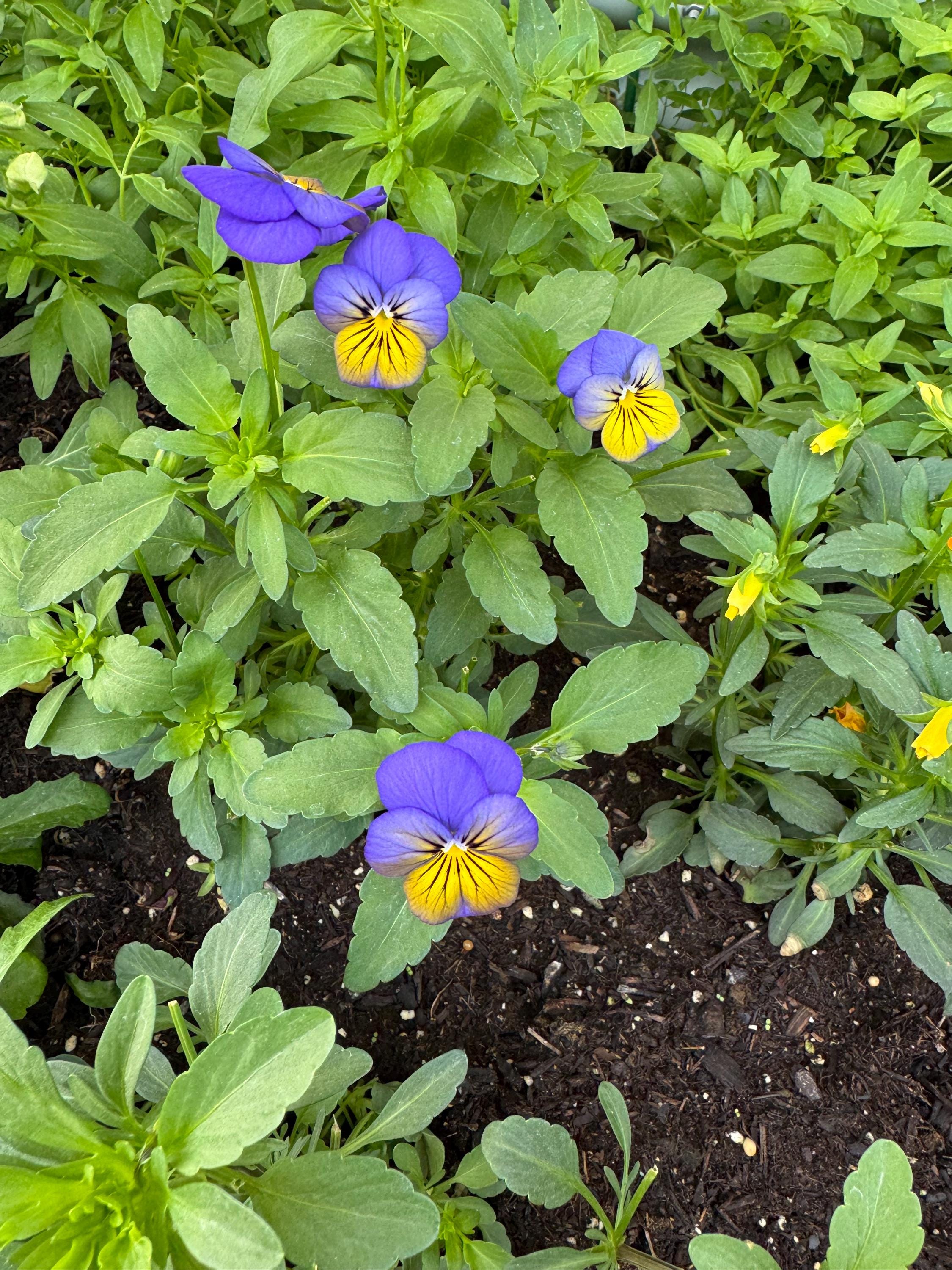 Small Pretty Pressed Flowers, Tricolor Violas and Pansies, Blue