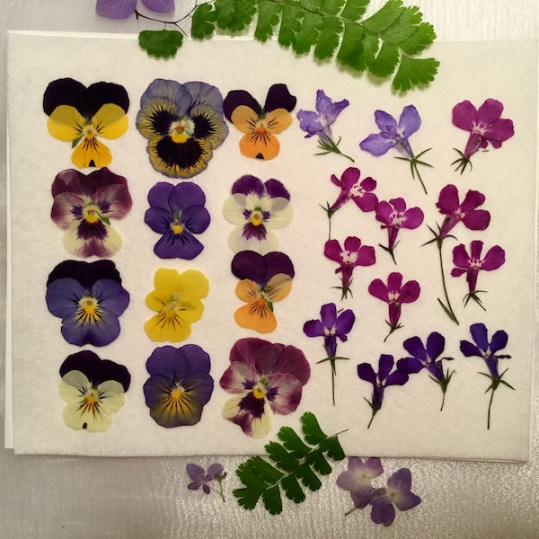 Small Pretty Pressed Flowers, Tricolor Violas and Pansies, Blue Lobelia Pressed Botanicals