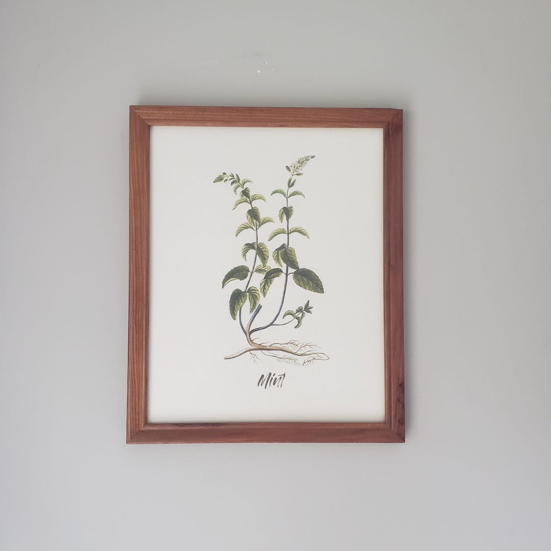 Vintage Botanical Mint Print in Wood Frame 11x9 - Herb Illustration ...