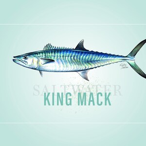 Pesca sportiva di pesci d'acqua salata provenienti dalle regioni costiere. Tarpon, Marlin blu, Pesce vela, Delfino, Tamburo rosso, Spigola, Passera di mare, Sgombro reale