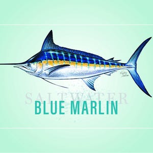 Pesca sportiva di pesci d'acqua salata provenienti dalle regioni costiere. Tarpon, Marlin blu, Pesce vela, Delfino, Tamburo rosso, Spigola, Passera di mare, Sgombro reale