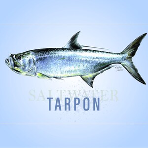 Pesca sportiva di pesci d'acqua salata provenienti dalle regioni costiere. Tarpon, Marlin blu, Pesce vela, Delfino, Tamburo rosso, Spigola, Passera di mare, Sgombro reale