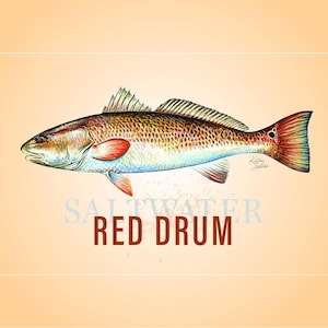 Pesca sportiva di pesci d'acqua salata provenienti dalle regioni costiere. Tarpon, Marlin blu, Pesce vela, Delfino, Tamburo rosso, Spigola, Passera di mare, Sgombro reale
