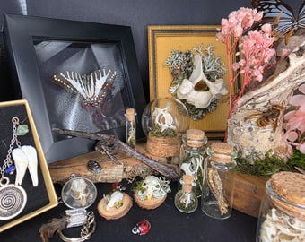 Mystery Curio / Oddities Box