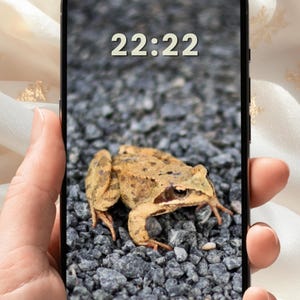 Könnte beinhalten: Ein Smartphone zeigt ein Bild eines Frosches auf grauem Kies. Die Uhrzeit 22:22 wird oben auf dem Bildschirm angezeigt. Das Telefon wird vor einem cremefarbenen, strukturierten Hintergrund gehalten.