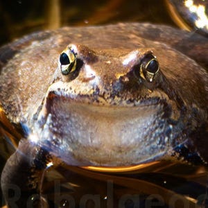 Könnte beinhalten: Nahaufnahme eines braunen Frosches mit großen Augen, der im Wasser schwimmt. Der Frosch ist von Schilf umgeben, und die Wasseroberfläche reflektiert das Licht. Die Haut des Frosches hat eine glatte Textur.